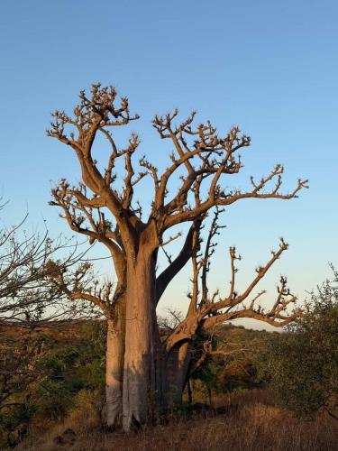 un albero in mezzo a un campo di Nougouranch a Toubab Dialaw