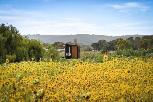 a field of sunflowers in front of a building at Revillaging Project by Tiny Away in Boneo