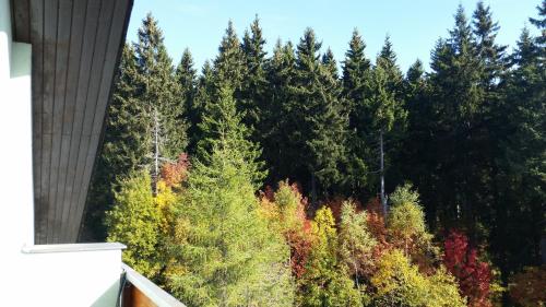 a forest of trees with autumn leaves at Cihlářka - Apartmán 309 in Pec pod Sněžkou