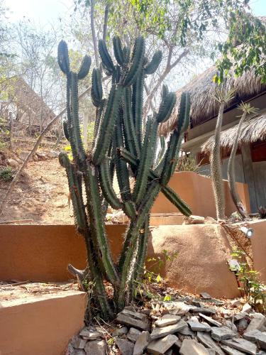 a cactus in a garden in front of a building at Casa Paraiso Mazunte - lofts with Sea view in Mazunte