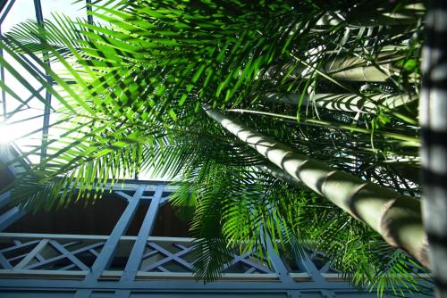 a palm tree in front of a building at Villa d'Eaux in Villers-sur-Mer