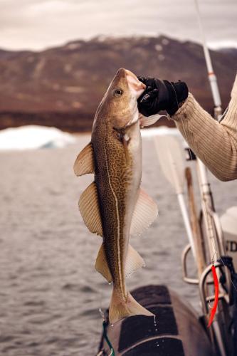 a person holding a fish in the mouth of a boat at Nomad Greenland Camp Saqqaq in Saqqaq