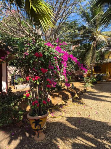 a potted plant with pink flowers in a yard at keur MaÏ et Mao in Somone