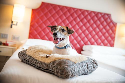 a dog is sitting on a bed at Just Hotel Lomazzo Fiera in Lomazzo