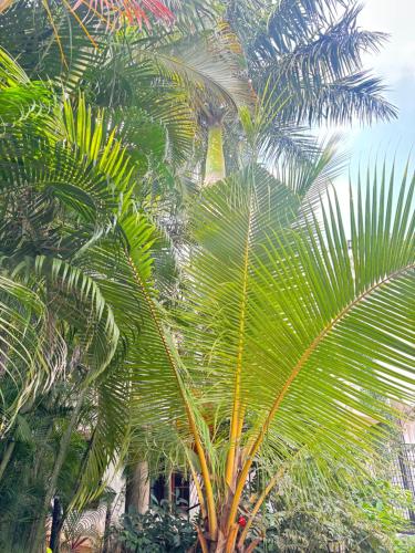 a group of palm trees in a park at Bamboo in Kuilapayam