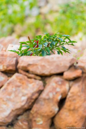 a small plant sitting on top of rocks at Hacienda Na Xamena, Ibiza in Na Xamena