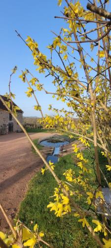 a tree with yellow leaves on the side of a road at La Maison de Barbara in La Guiche