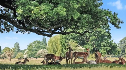 a group of deer laying in the grass under a tree at Cosy Studio in Hampton Hill short Walk to Bushy Park with Free Parking and WiFi and Pets welcome in Hampton Hill