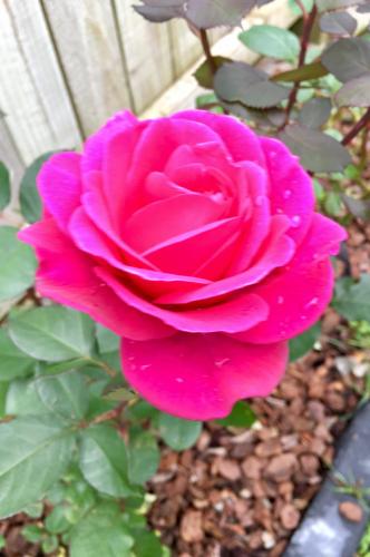 a pink rose with water drops on it at Hacienda Motor Lodge in Palmerston North