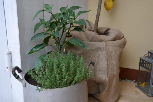 two potted plants are sitting next to each other at La Combriccola in Santarcangelo di Romagna