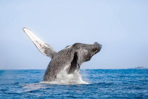 a humpback whale jumping out of the water at Cocolisso in El Coco