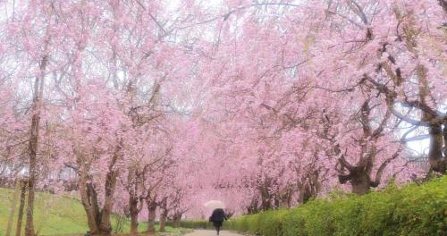 a person walking down a path with an umbrella at Kamenoi Hotel Tsukubasan in Tsukuba