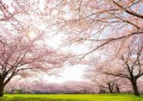 a group of trees with pink flowers on them at Newly Renovated 2025 秋リフォーム済 RC206 in Tokyo