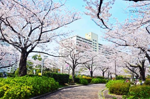 a row ofakura trees in a park with a building at Newly Renovated 2025 秋リフォーム済 RC206 in Tokyo