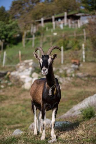 ファームステイの敷地内または近くにいる動物