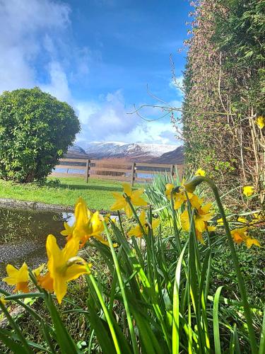 a bunch of yellow flowers in a garden at The Hideaway Guest suite in Fort William