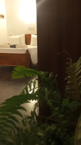 a green plant in a room with a bed at Green Corridor - Ahangama in Ahangama