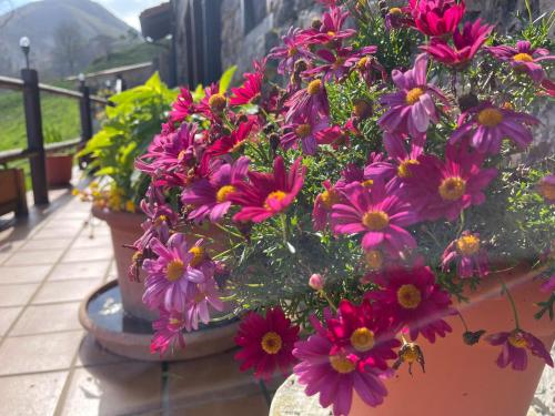 a group of flowers in pots on a balcony at Casa Rural La Xana in Piloña