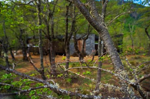 a group of trees with a building in the background at Endemiko in Malalcahuello