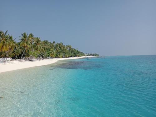 Palm Shade Paradise