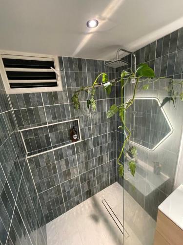 a bathroom with a glass shower with a plant at Studio Élégance in Cayenne