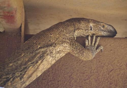 Φωτογραφία από το άλμπουμ του Frans Indongo Lodge σε Otjiwarongo