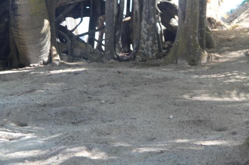 a group of trees in a dirt field at Be On The Beach in Sainte-Anne
