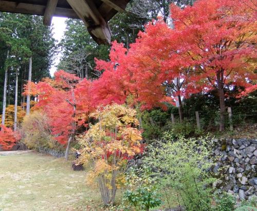 a group of trees with red and orange leaves at Koyasan Shukubo Jokiin in Koyasan