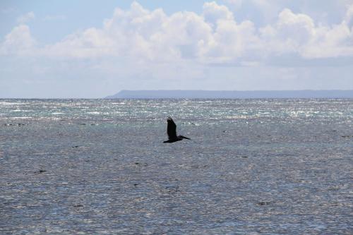 a bird flying over a body of water at Be On The Beach in Sainte-Anne