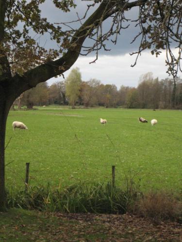 a group of sheep grazing in a green field at B&B De Ark in Neede