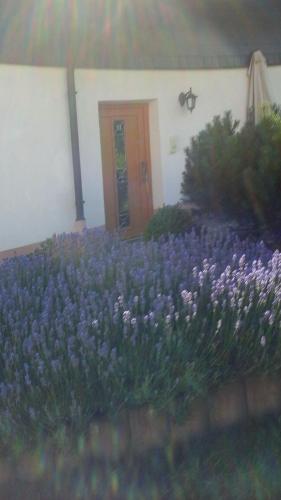 a garden of purple flowers in front of a house at Haus Gemütlichkeit in Schotten