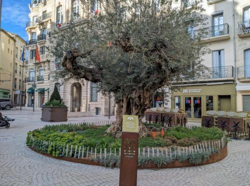 a tree in the middle of a street at Tiny House 1, 2 ou 3 personnes SoeursGrises Béziers Centre Historique coeur de l'Hérault Occitanie, plus vieille ville de France, chemin de Compostelle à pied ou velo, passeport du pèlerin 24h, petits dejeuners et repas, 300m du centre ville in Béziers