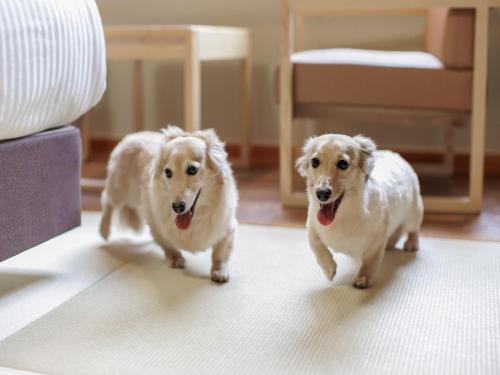two white dogs running in a living room at Wan Wan Paradise Nara Ikoma in Heguri