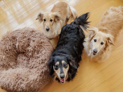 a group of three dogs laying on the floor at Wan Wan Paradise Nara Ikoma in Heguri