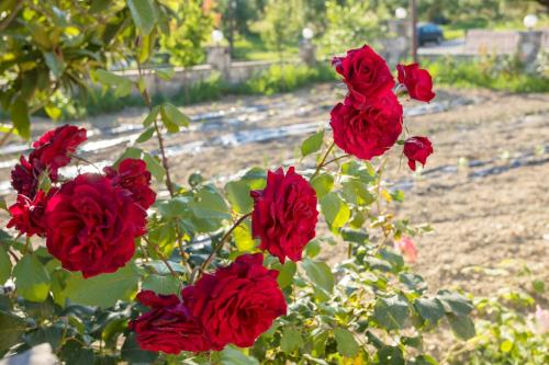 Kipseli Olive Grove House by elite