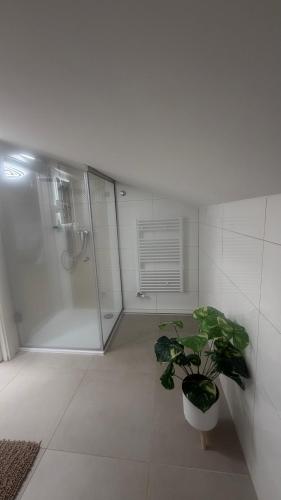 a bathroom with a shower and a potted plant at Penzion Aladdin in Teplice