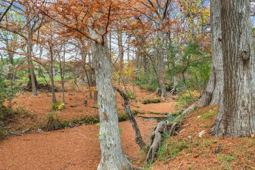 a group of trees in a wooded area at Cypress Moon in Wimberley