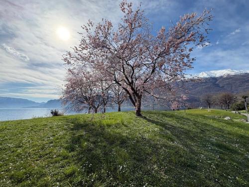 a tree on a grassy hill next to the water at CASA QUANZITO -Casa intera con giardino e parcheggio privato, ideale per famiglie in Dervio