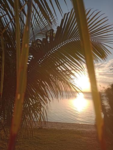 a palm tree with the sunset in the background at Renascer in São Pedro da Aldeia