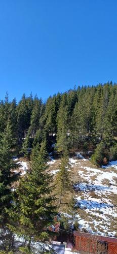 a view of a forest with snow and trees at Pensiunea Izabel in Lacu Rosu