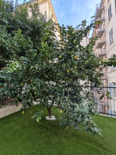 a lemon tree in front of a building at I Limoni in Sanremo