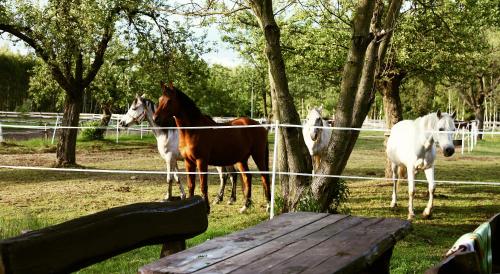 a group of horses standing next to a fence at Wierzbowe Ranczo - blisko Suntago in Budy Michałowskie