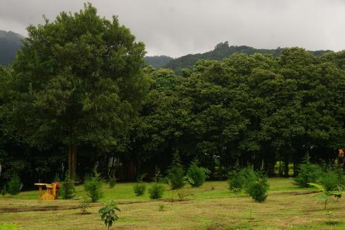 a group of trees in a field with bushes at Hotel & Spa Escondite de la Montaña in Sabana Redonda