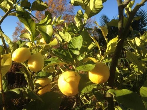 a bunch of yellow fruit on a tree at Le Relais des Malettes Chambres d'hôtes B&B in Francheville