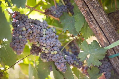 Gambar di galeri bagi Podere Il Poggiolo di Rufina