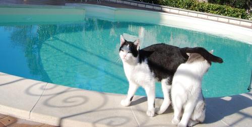 a black and white cat standing next to a swimming pool at Casa Vacanze La Mattonara in Viterbo