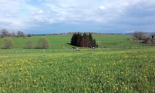 two horses in a field of grass with flowers at Gîte Les Hirondelles in Plombières-les-Bains