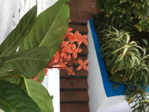 a plant with red flowers on a white fence at Oceanic - Luxury Boutique Hotel in Palolem