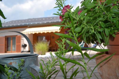 a plant in a pot in front of a house at Ferienwohnungen Angermaier in Flattach