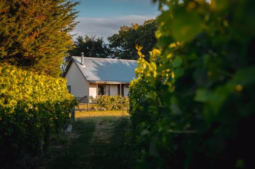 a house in the middle of a field of vines at St Leonards Vineyard Cottages in Blenheim